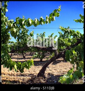 Morendo Macabeo vine nel vigneto, in Catalogna, Spagna. Foto Stock