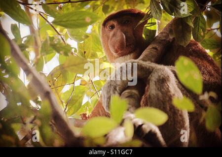 Proboscide scimmia in Bako National Park, Borneo. Foto Stock