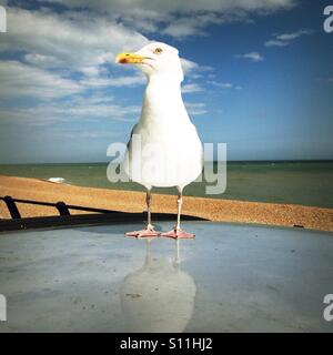 Seagull si appollaia sulla parte superiore di un'auto parcheggiata da spiaggia Foto Stock