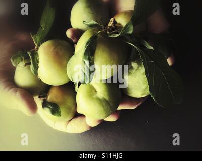 Appena raccolte le prugne Foto Stock