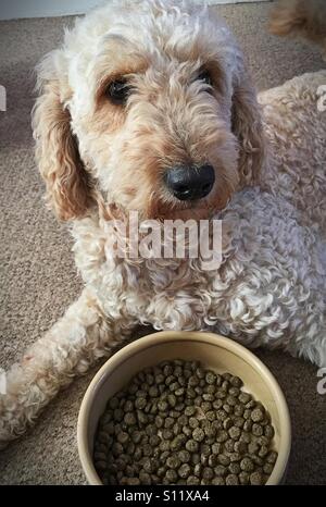 Labradoodle cane sdraiato sul tappeto con una ciotola di essiccato il cibo per cani Foto Stock