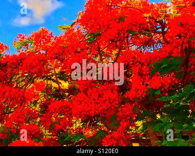 Poinciana albero in fiore Foto Stock