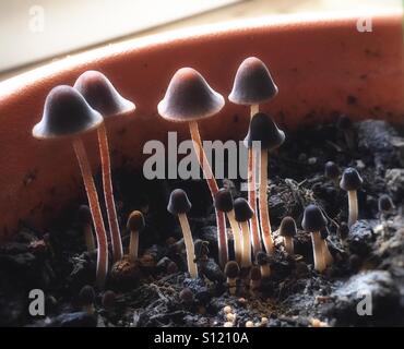 Funghi spontanei in una casa impianto pot Foto Stock