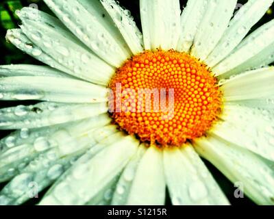 Gocce di pioggia su un oxeye daisy. Foto Stock