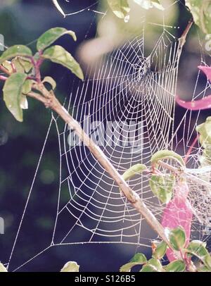 Primo piano di coperta di rugiada spider web su una boccola di fucsia. Foto Stock