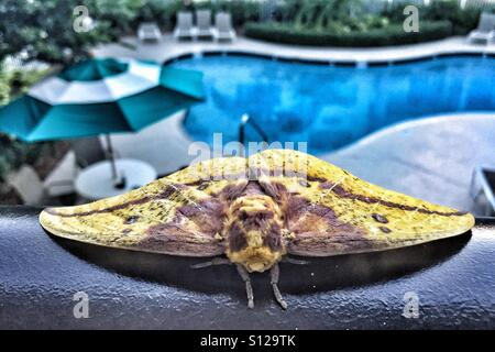 Grande imperial moth oziare a bordo piscina in Orlando Florida Foto Stock