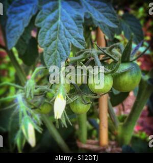 Pomodori ciliegia sulla coltivazione della vigna Foto Stock