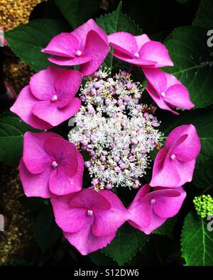 Un ortensia in piena fioritura in un giardino a Godalming, Surrey. Alta pressione condizioni Anticyclonic continuare a portare a caldo e soleggiato alla Home Counties. Foto Stock