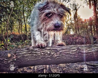 Cane saltando su albero caduto Foto Stock