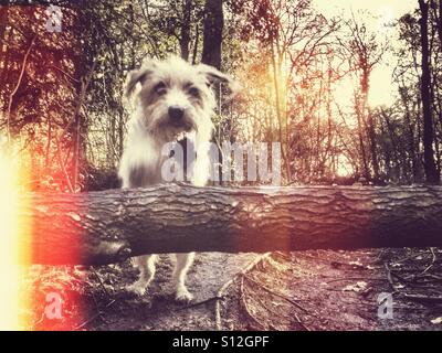 Cane saltando su albero caduto Foto Stock