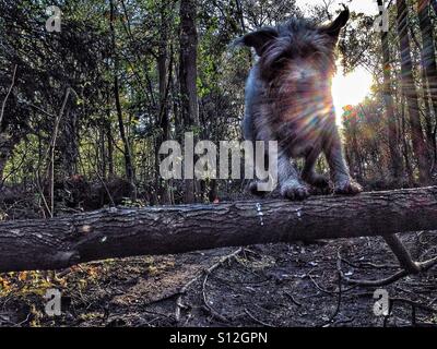 Cane saltando su albero caduto Foto Stock