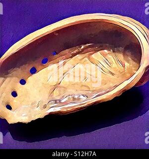 Abalone, marino di molluschi gasteropodi Foto Stock