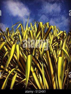 Foglie di pandanus e cielo tropicale, Kauai, Hawaii Foto Stock