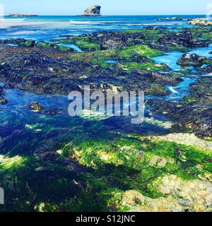 Le alghe e rocce che copre la Portreath bassa marea costa. Foto Stock