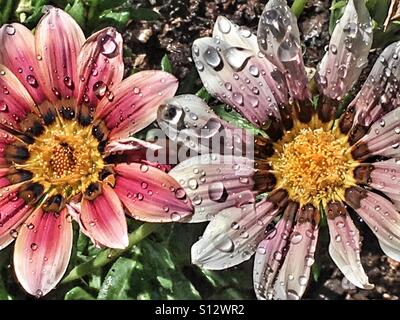 Fiori di Gazania Foto Stock