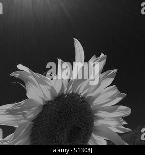 Girasole nelle tenebre. Foto Stock