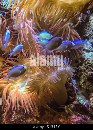 Pesci e anemoni in un acquario Foto Stock