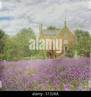 I campi di lavanda fioriscono al Norfolk Lavender Centre, Heacham, North Norfolk, con edifici storici in pietra sotto un morbido cielo estivo. Foto Stock