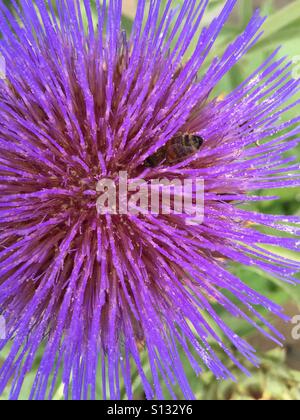 Un'ape gode di questa splendida fioritura Scottish thistle. Foto Stock