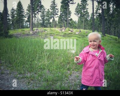 Una piccola ragazza con un seme di tarassaco capo sorge nella parte anteriore di un alpeggio riempita con un gregge di appoggio bighorn. Foto Stock