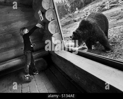 Ragazzo di 5 anni, alimentando un orso grizzly dietro una finestra in uno zoo, Germania Foto Stock