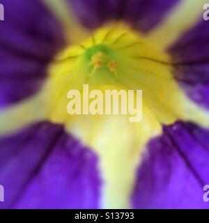 Fiore viola - giallo dettaglio Foto Stock