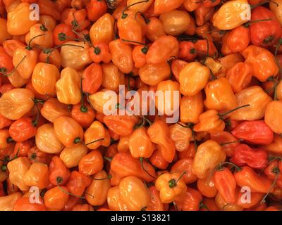 Habanero peppers Foto Stock