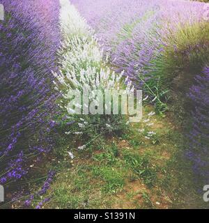 Bianco di piante di lavanda. Norfolk Lavanda, Heacham, Norfolk, Inghilterra, Regno Unito. Foto Stock