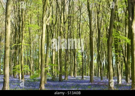 Legno di Bluebell Foto Stock