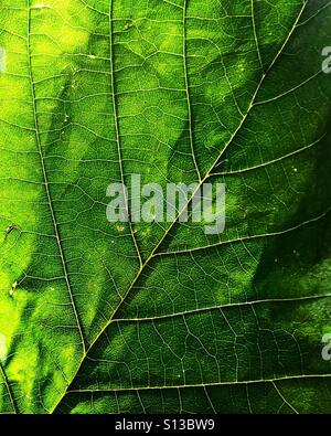 Close-up di una foglia verde. Foto Stock