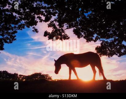 Cavallo sulla skyline di silhouette retroilluminati da sole di setting Foto Stock