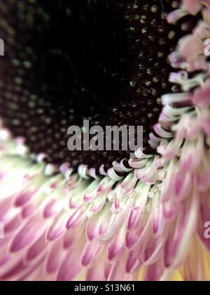 Macro di una rosa e bianco gerbera Daisy Foto Stock