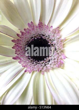 Primo piano di una rosa e bianco Gerber Daisy Foto Stock