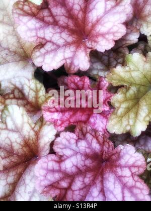 Heuchera Foto Stock