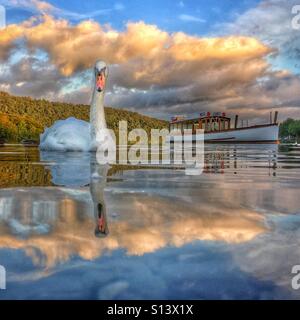 Cigno sul Lago di Windermere con motore di lancio in background Foto Stock