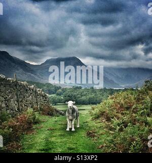 Un Herdwick pecore in Cumbria, Lake District Foto Stock