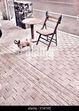 Di piccole dimensioni e di colore bianco cane Giocattolo legato con Rosso guinzaglio per legno sedia spiaggia con un paio di scarpe appeso su di esso lungo il marciapiede marciapiede Foto Stock