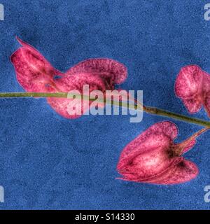 Honolulu superriduttore, Antigonon leptopus, fiori di colore rosa contro il cielo blu Foto Stock