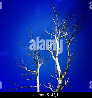 Betulla senza foglie e cielo blu Foto Stock