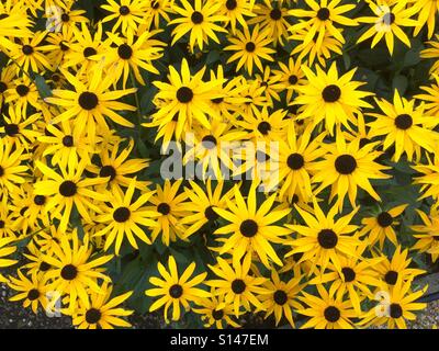 Grande gruppo di Rudbeckia Fulgida Var. Deamii in piena fioritura Foto Stock