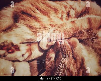 Coda di gatto arricciata Foto stock - Alamy