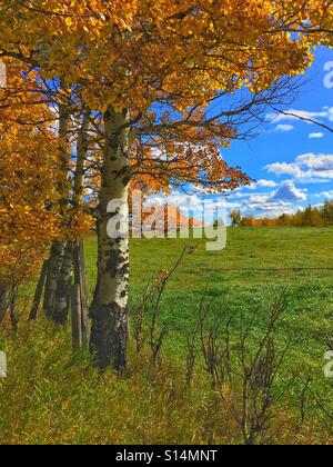 Autunno Aspen Grove e cielo blu Foto Stock