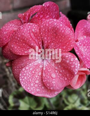 I modelli in natura - gocce di pioggia su una rosa Pelargonium fiore Foto Stock