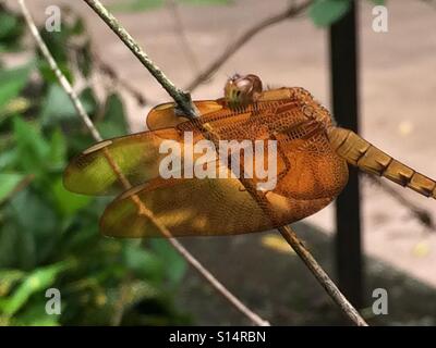Colore rame Dragon Fly in appoggio su un ramoscello. Foto Stock
