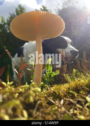I modelli in natura - Toadstool o tappo a fungo sulla brughiera con MOSS, erica e una in bianco e nero il cane a piedi dietro in autunno Foto Stock