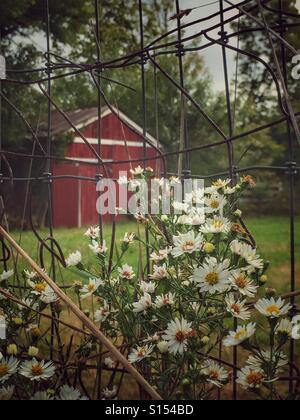 Daisy come le erbacce che crescono in un recinto riga con un granaio rosso in background. Foto Stock