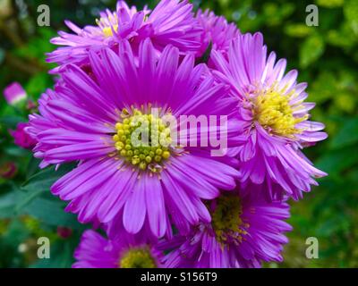 I modelli in natura - Michaelmas daisy, Aster novi-belgii, fiori in autunno. Daisy come i fiori che sono lilla con centro di colore giallo Foto Stock