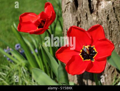 Fiori in Sun Foto Stock