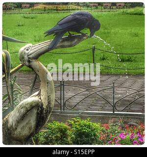 Crow prendendo un drink da una fontana di acqua nel Parco Hibiya, Tokyo Foto Stock