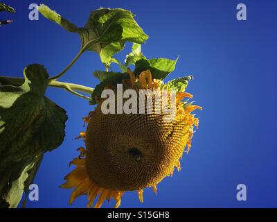 Helianthus. Appassì, droopy girasole a fine estate Foto Stock